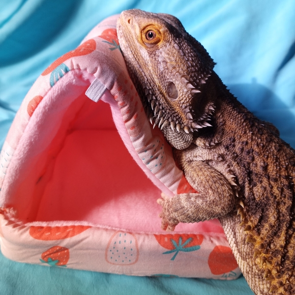 Baby Small Reptile Accessories Kit Lizard Hide Gecko Floaty Hammock Leash Bed - Picture 7 of 7